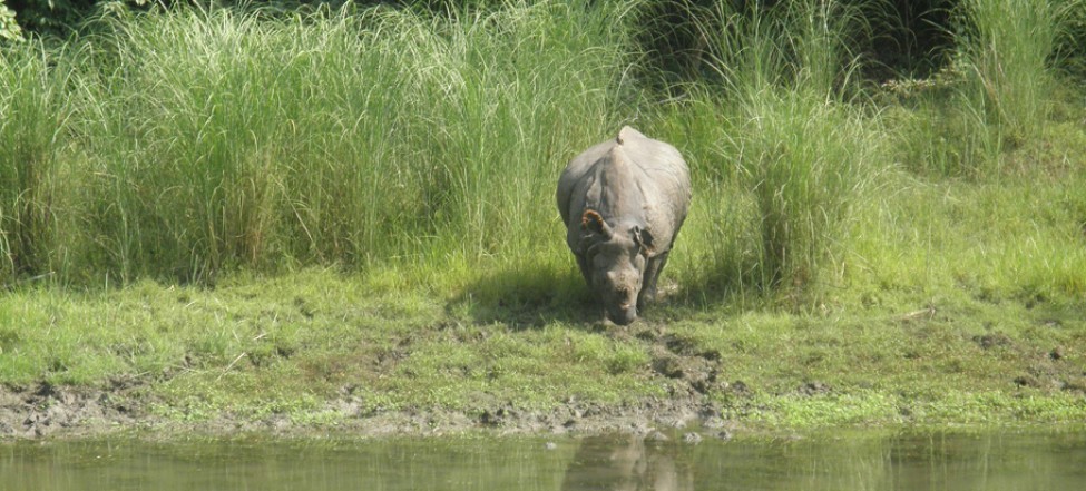 One horn Rhino found in Chitwan National Park
