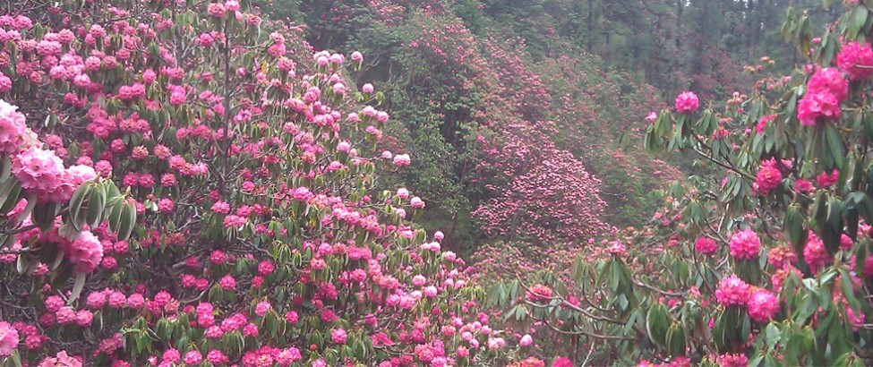 annapurna royal trek42