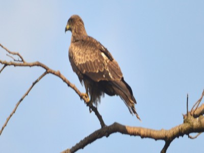 bird watching in nepal69