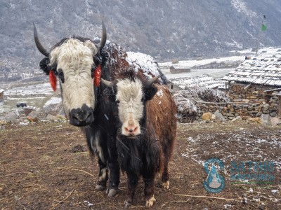 gokyo laketrek mountain flight jungle safari and pokhara tour45