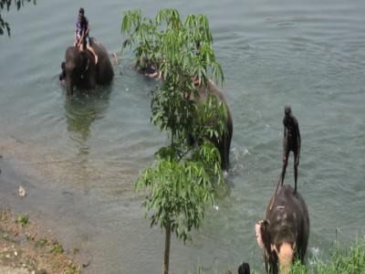 koshi tappu wildlife reserve78