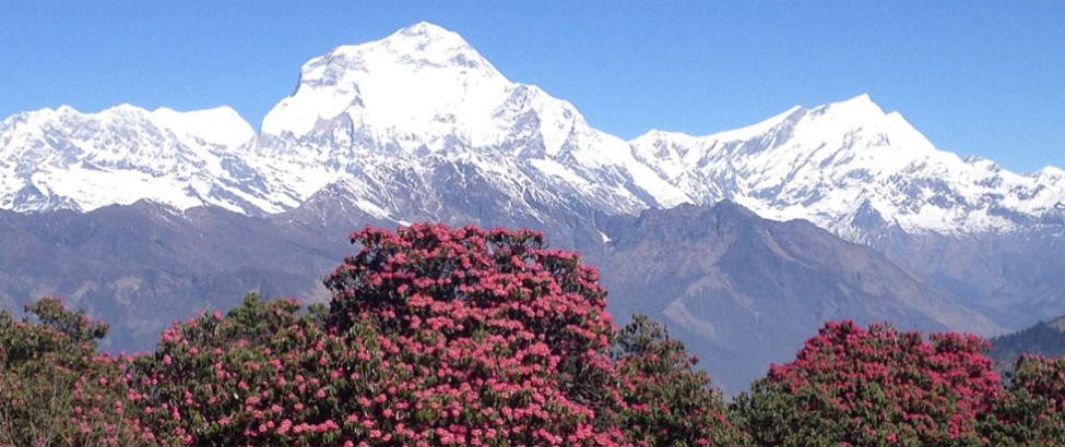 dhampus sarangkot trekking72