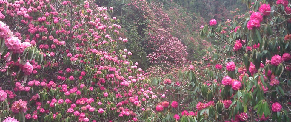 ghorepani poon hill treks19