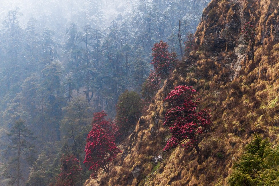 Kanchenjunga Trip