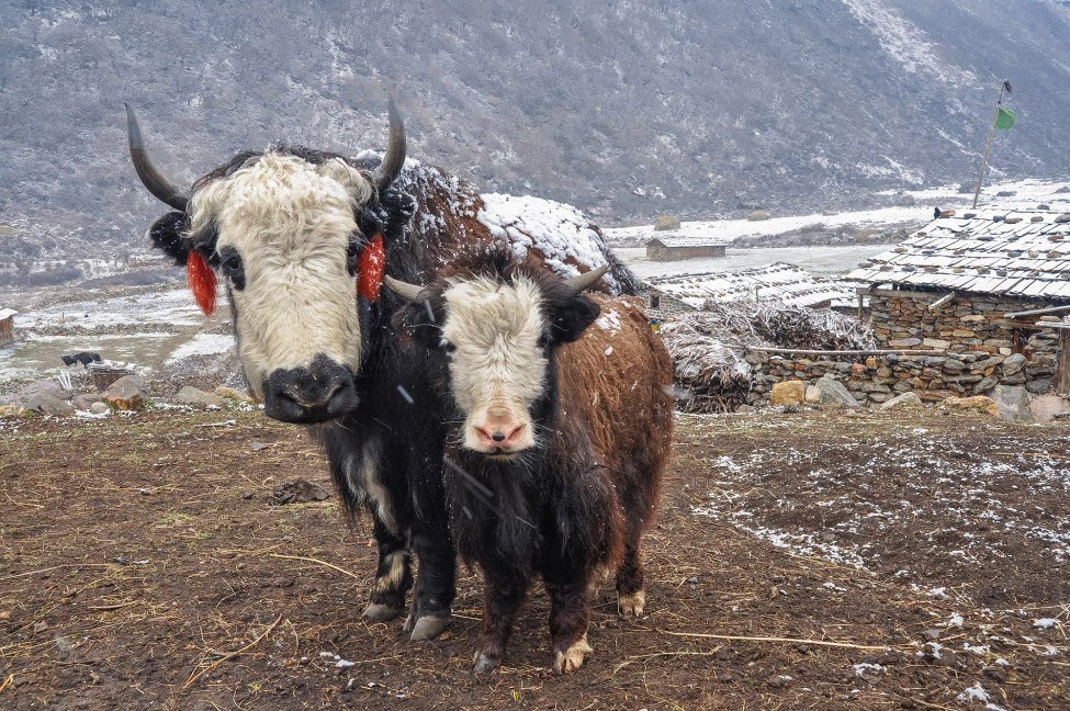 Kanchenjunga Circuit Trek