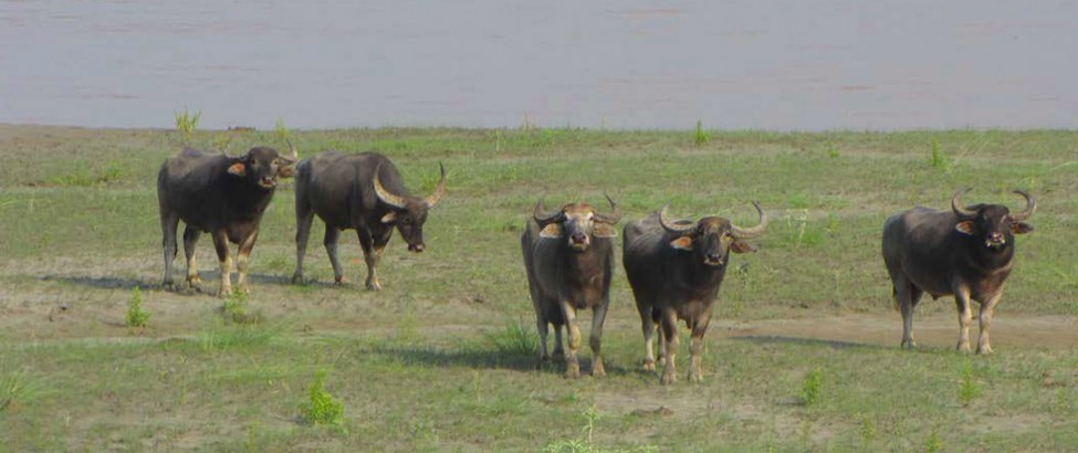 koshi tappu wildlife reserve38