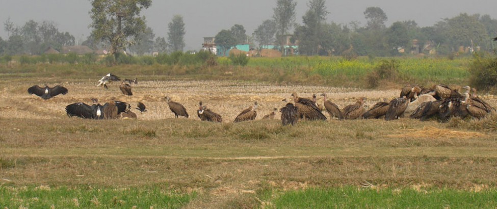 koshi tappu wildlife reserve55