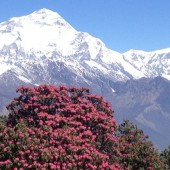 dhampus sarangkot trekking72