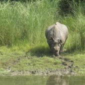 One horn Rhino found in Chitwan National Park