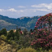 ghorepani poon hill trek85