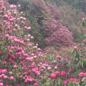 ghorepani poon hill treks19