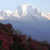 ghorepani poon hill treks96