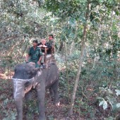 Jungle Safari in Nepal