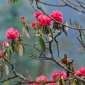 manaslu circuit trekking44