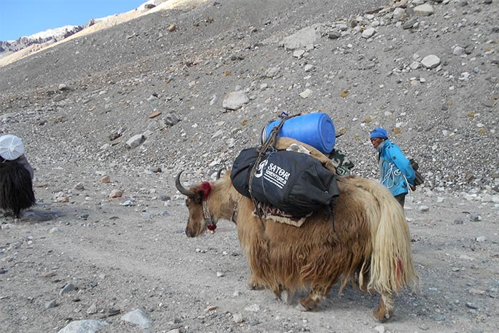  Yak as a porter in the Mountains										 