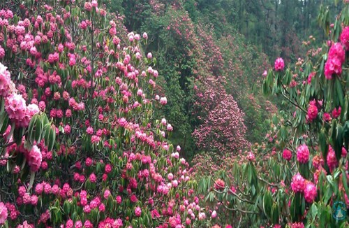 Annapurna Royal Trek