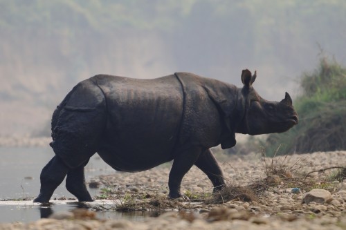 Bardia Jungle Safari