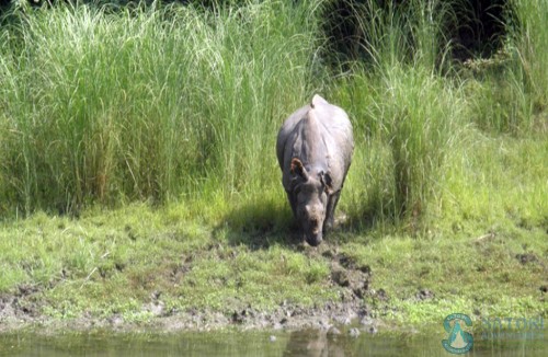 Everest Flight, Jungle Safari & Pokhara Tour