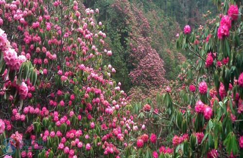 Ghorepani Poon Hill Treks