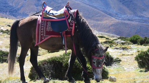 Tashi Lapcha Pass Trekking FAQs
