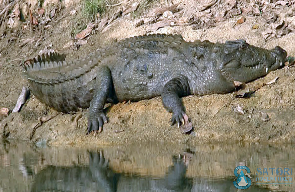  1 Night 2 Days Chitwan Tour 