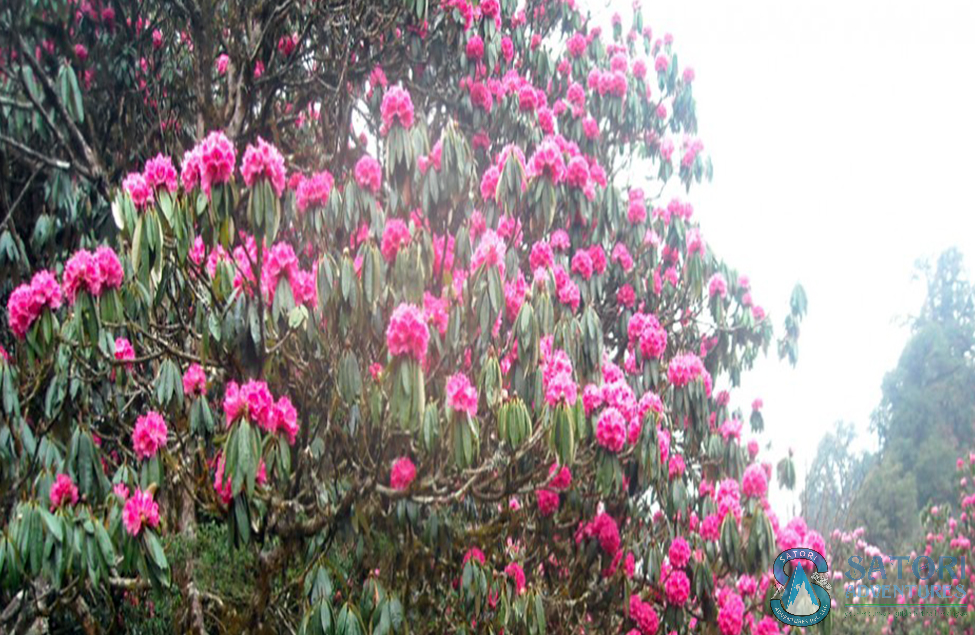  Annapurna Sanctuary School Excursion 