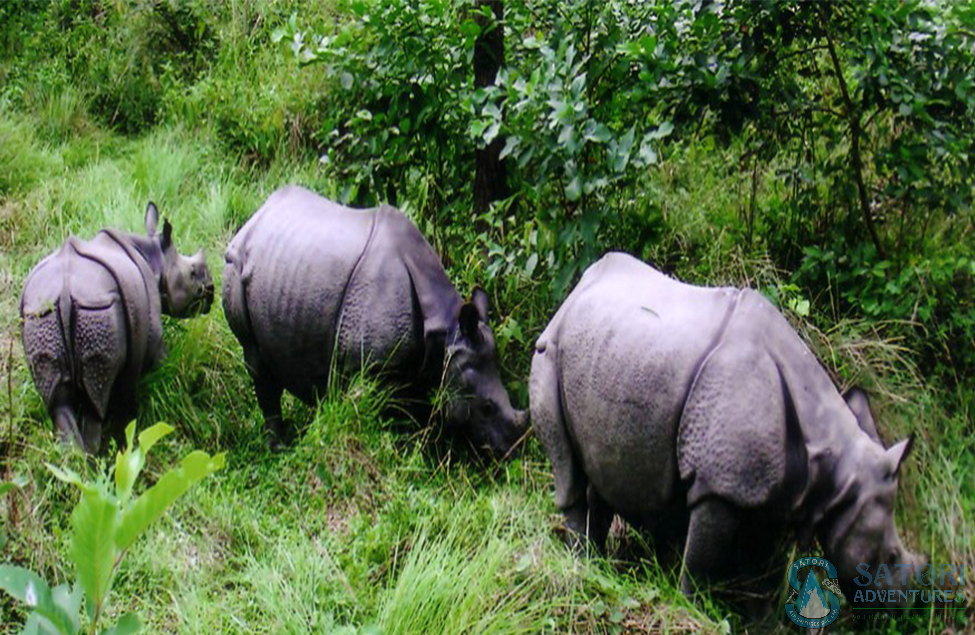  Gokyo Lake Trek, Mountain Flight, Jungle Safari And Pokhara Tour. 