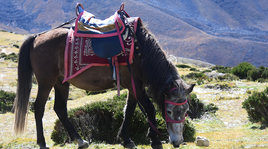  Tashi Lapcha Pass Trek FAQs 